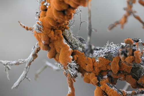 Trentepohlia nuotrauka