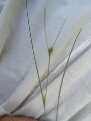 Carex oligosperma