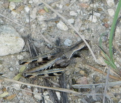 Boopedon flaviventris