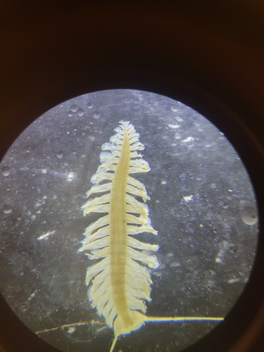 Tomopteris septentrionalis