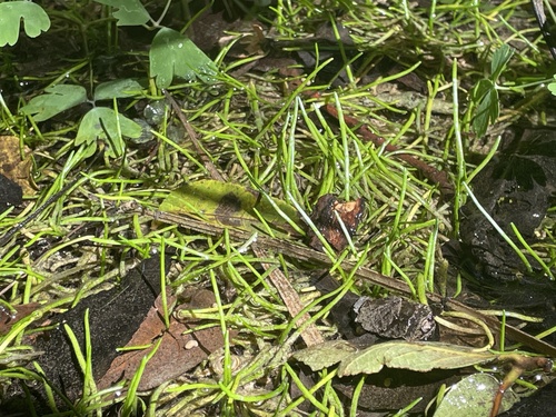Lilaeopsis schaffneriana, photograph 4