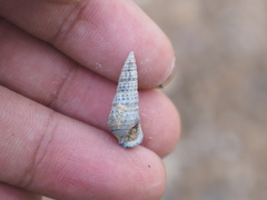 Cerithium coralium
