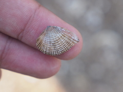 Anomalodiscus squamosus