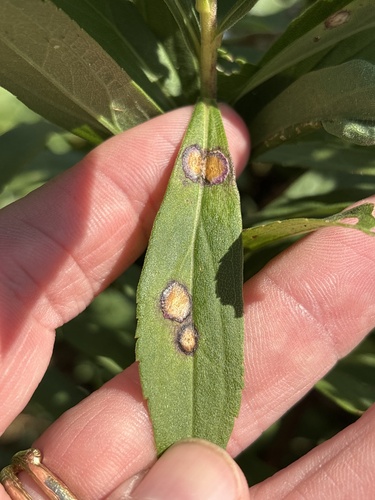 Unknown species found near Sugar Loaf Rd, Winona, MN, US