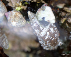 Cerithium adustum