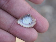 Anomalodiscus squamosus