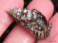Cerithium adustum