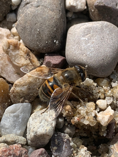 Unknown species found near Jenny Lake Loop, Moran, WY, US