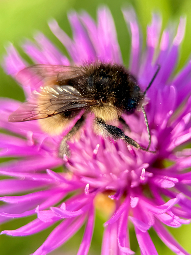 Brown-banded Carder-Bumble bee photo 5