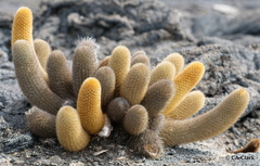 Brachycereus nesioticus