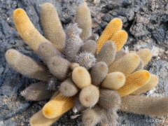 Brachycereus nesioticus