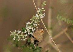 Electrostrymon guzanta