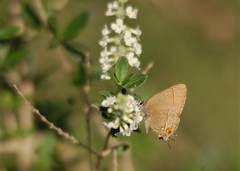 Electrostrymon guzanta