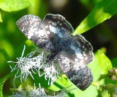 Chiomara georgina georgina