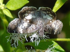 Chiomara georgina georgina