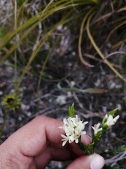 Amphithalea ciliaris