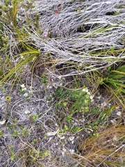 Amphithalea ciliaris