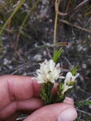 Amphithalea ciliaris