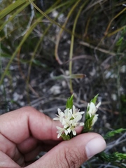Amphithalea ciliaris