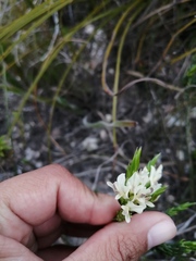 Amphithalea ciliaris