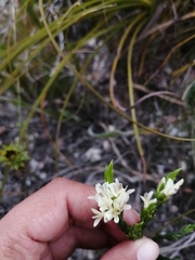 Amphithalea ciliaris