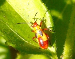 Oncopeltus guttaloides