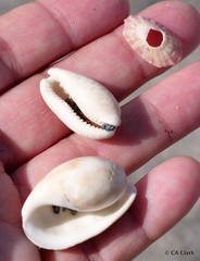 Pseudozonaria nigropunctata