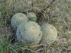 Coryphantha recurvata recurvata