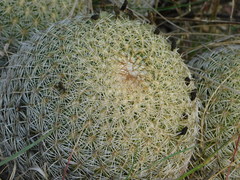 Coryphantha recurvata recurvata