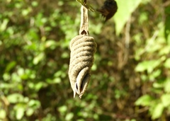 Helicteres baruensis