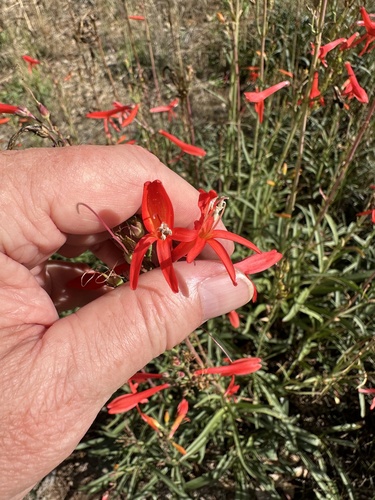 San Gabriel beardtongue (Penstemon labrosus)