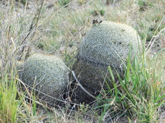 Coryphantha recurvata recurvata