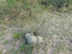 Coryphantha recurvata recurvata
