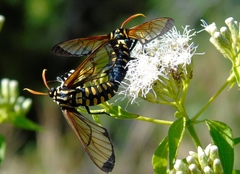 Isanthrene perboscii