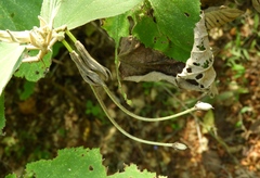 Helicteres baruensis