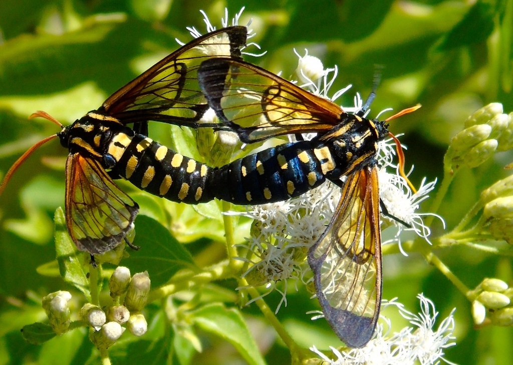 Isanthrene pyrocera