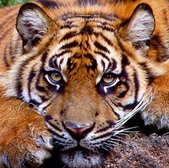 Panthera tigris altaica