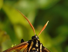 Isanthrene perboscii