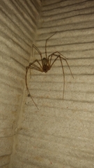 Scytodes