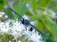 Horama plumipes