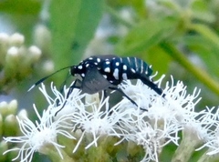 Horama plumipes