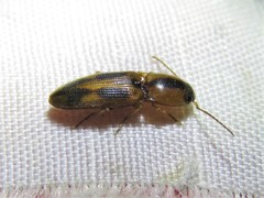 Aeolus scutellatus