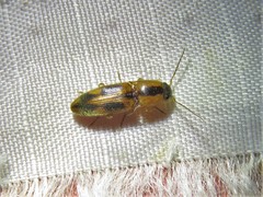 Aeolus scutellatus
