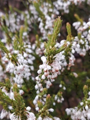 Erica rubiginosa