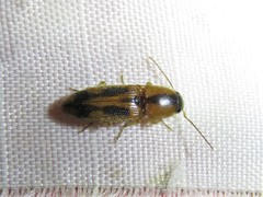 Aeolus scutellatus