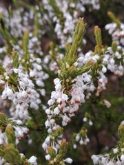 Erica rubiginosa