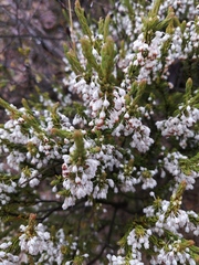 Erica rubiginosa