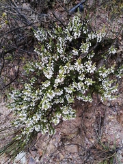 Erica rubiginosa