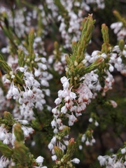 Erica rubiginosa