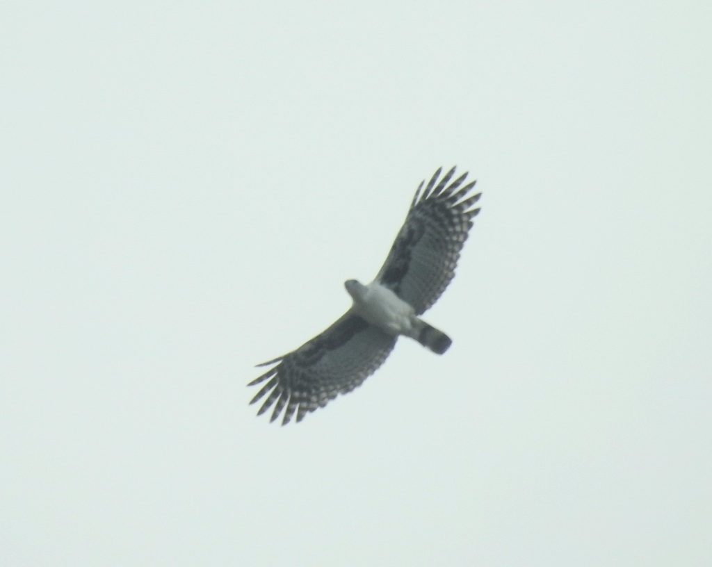 Grey-headed Kite